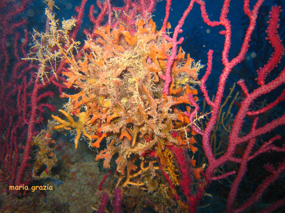 Smittina cervicornis  e Turbicellepora avicularis